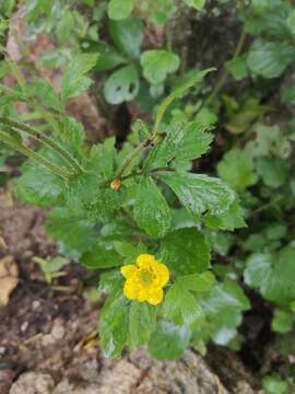 Image of Geum japonicum var. chinense F. Bolle