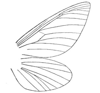 Image of Palaeontinidae