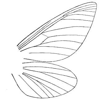 Image of Palaeontinidae