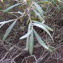 Image of Salix salviifolia Brot.