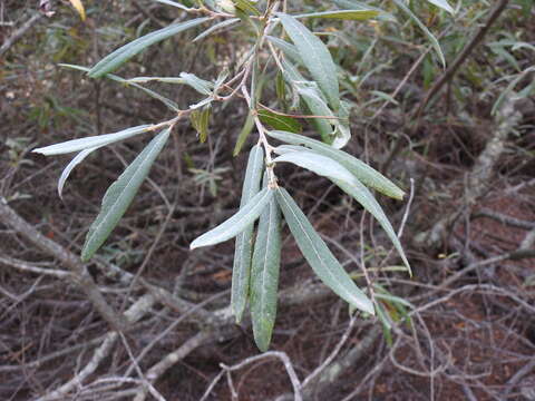 Image of Salix salviifolia Brot.