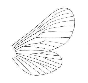 Слика од Palaeontinidae