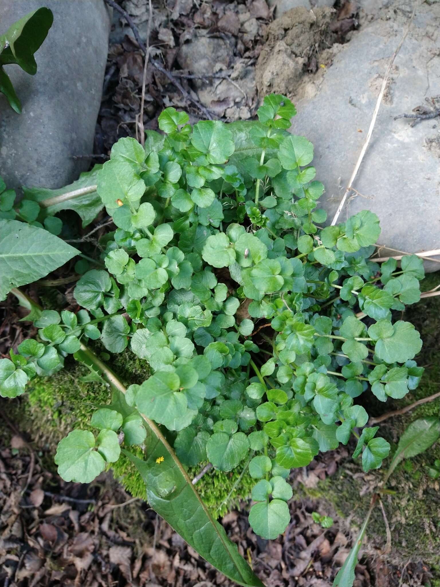 Imagem de Cardamine glacialis (G. Forst.) DC.