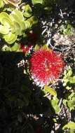 Image of 'ohi'a lehua