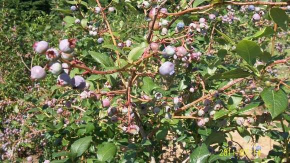 Vaccinium sect. Cyanococcus的圖片