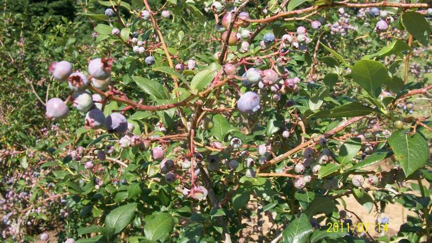 Vaccinium sect. Cyanococcus的圖片