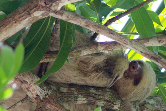 Image of two-toed sloths