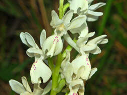 صورة Orchis provincialis Balb. ex Lam. & DC.