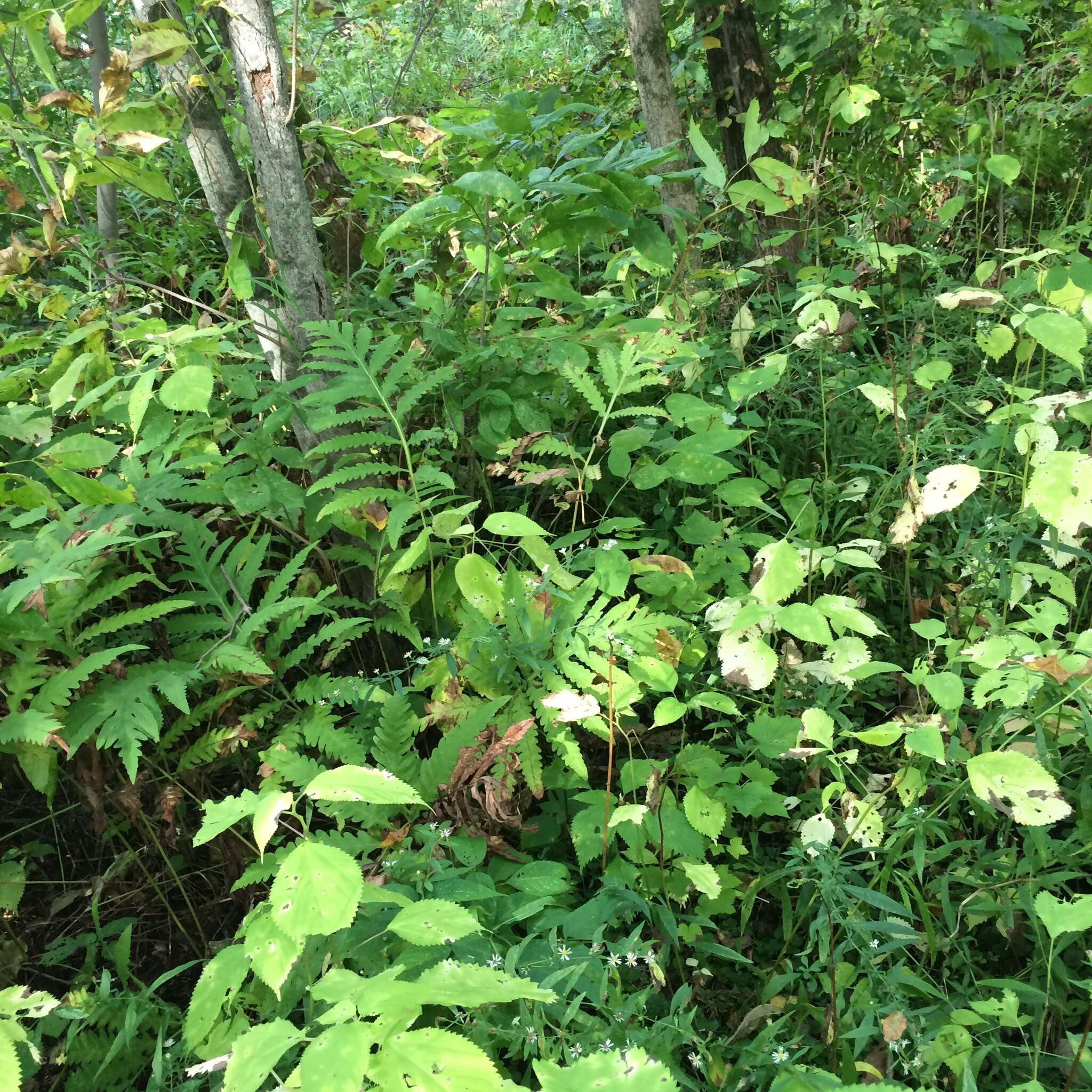 Image of <i>Symphyotrichum <i>ontarionis</i></i> var. ontarionis