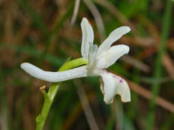 صورة Orchis provincialis Balb. ex Lam. & DC.