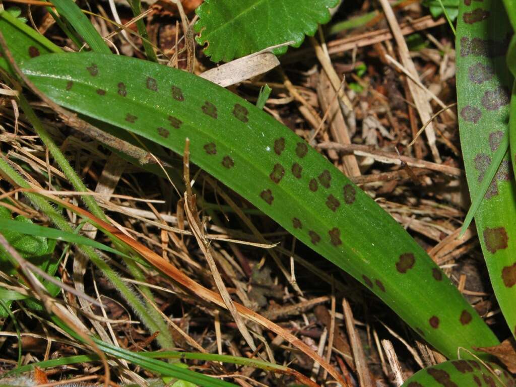 صورة Orchis provincialis Balb. ex Lam. & DC.