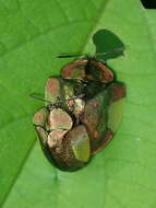 صورة Cyrtonota serinus Erichson 1847