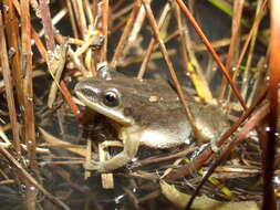 Image of Pseudacris Fitzinger 1843