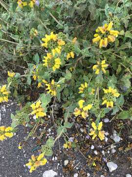 Image of shrubby Jerusalem sage