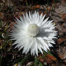 Image of Satin everlasting daisy