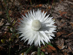 Слика од Helichrysum leucopsideum DC.