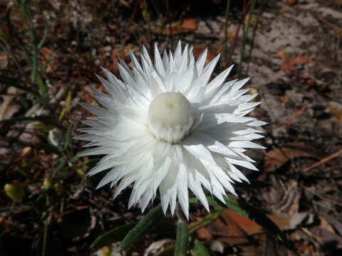 Image of Satin everlasting daisy