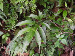 Image of Tectaria decurrens (Presl) Copel.