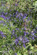 Image of Common Bluebell