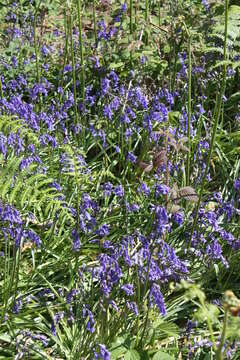 Image of Common Bluebell