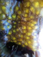 Image of Ascidian