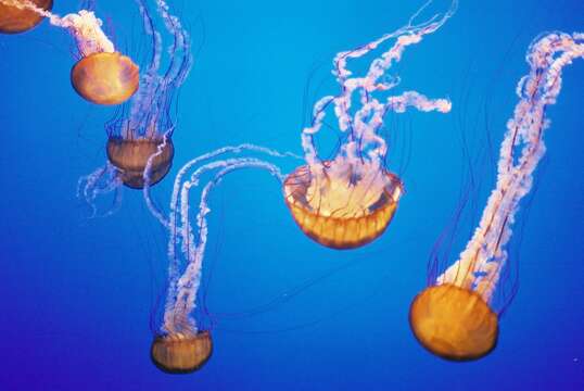 Image of Sea nettle