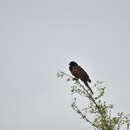 Image of African Black Coucal