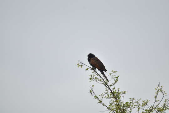 Image of African Black Coucal