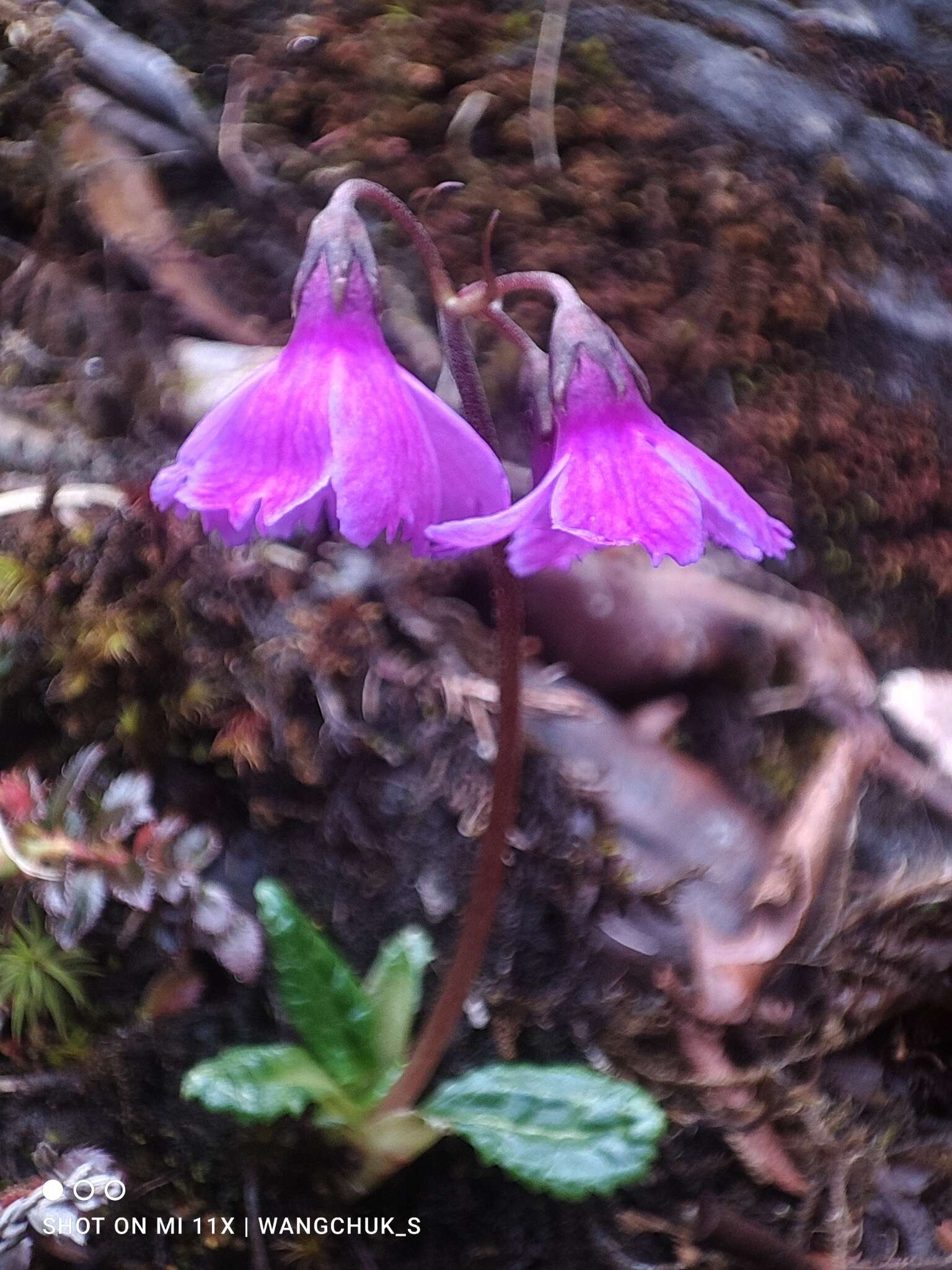 Primula tsariensis W. W. Sm. resmi