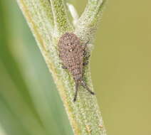 Image of Agriopocoris froggatti Miller & N. C. E. 1954