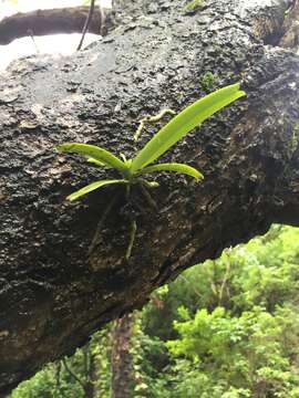 Image of Calyptrochilum