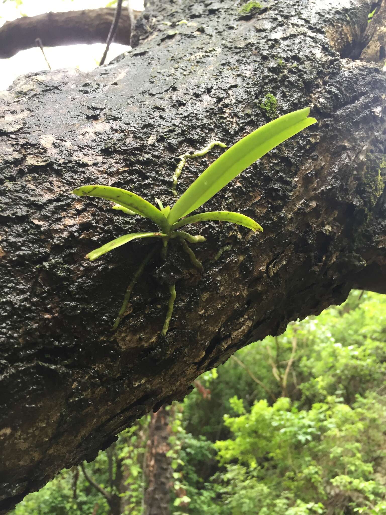 Image of Calyptrochilum