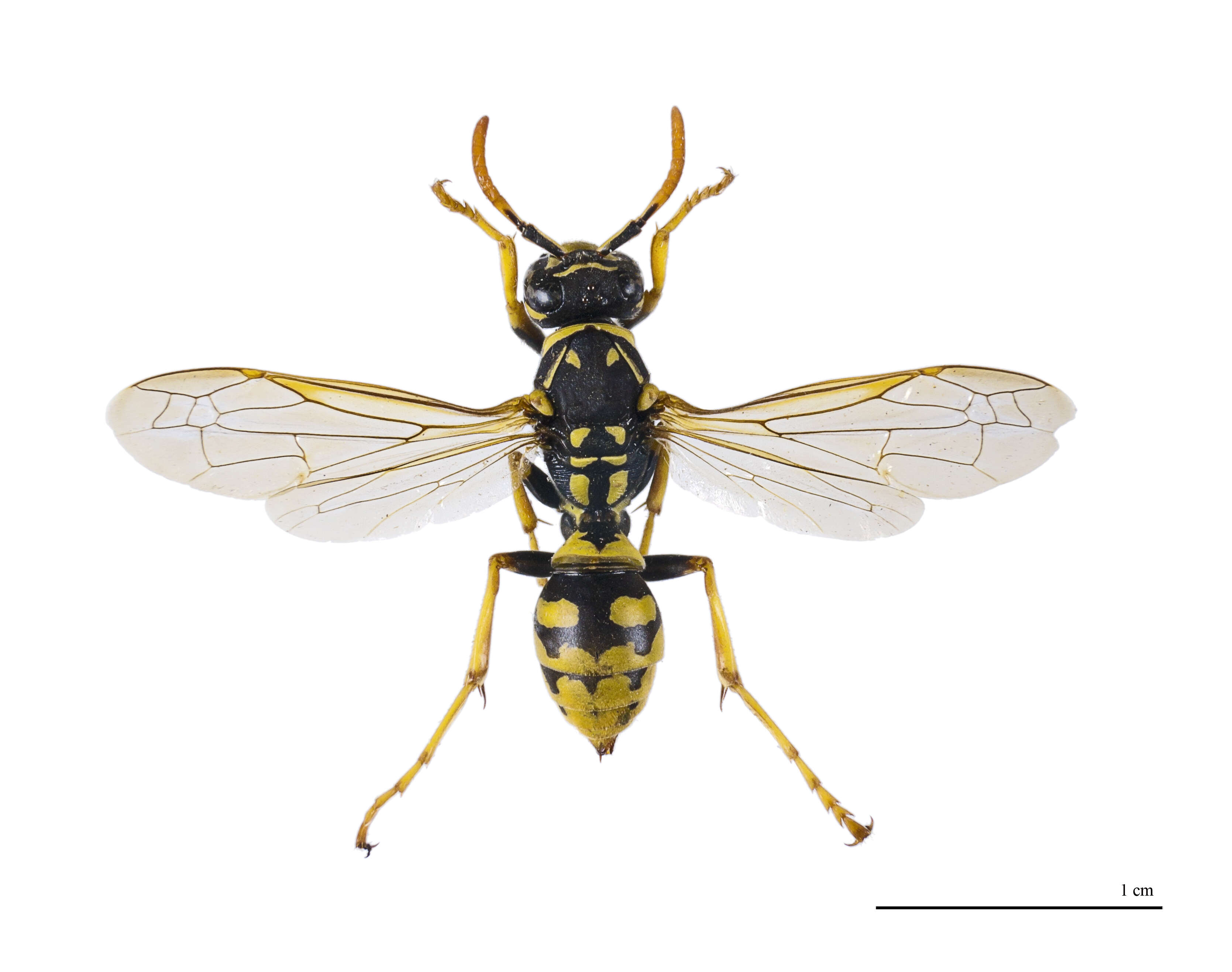 Image of European Paper Wasp