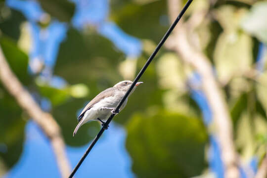 Слика од Tephrodornis Swainson 1832