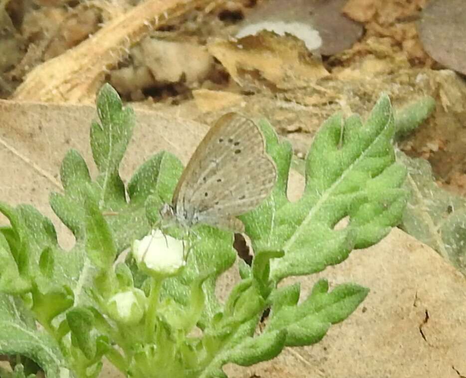 Image of Pseudozizeeria maha ossa (Swinhoe 1885)