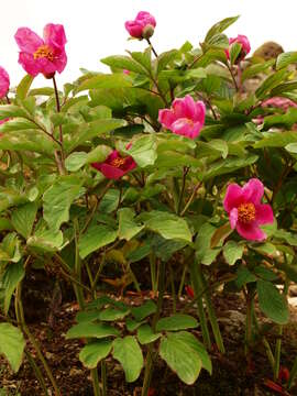 صورة Paeonia daurica Andrews