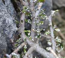 Image of Melicytus alpinus (Kirk) P. J. Garnock-Jones