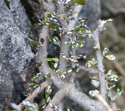 Imagem de Melicytus alpinus (Kirk) P. J. Garnock-Jones