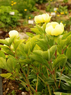 صورة Paeonia daurica Andrews