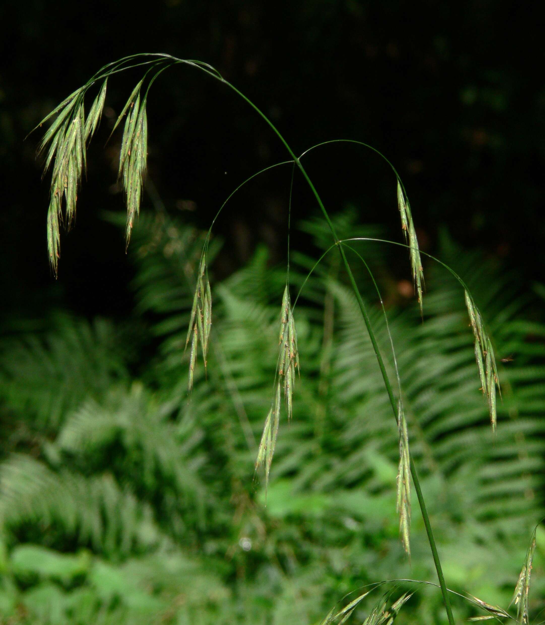 Image of hairy brome