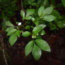 Ertela trifolia (L.) Kuntze resmi