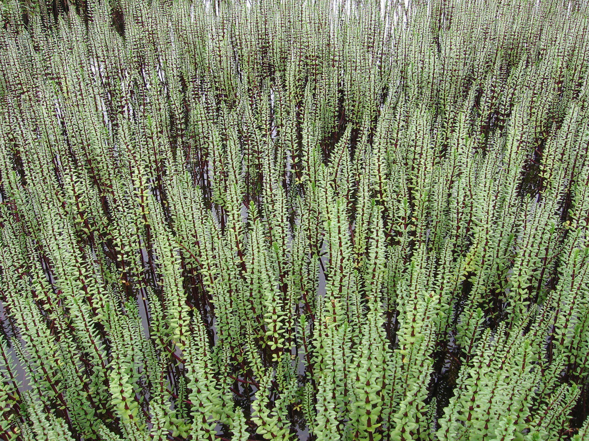 Image of Four-Leaf Mare's-Tail