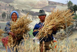 Image of quinoa