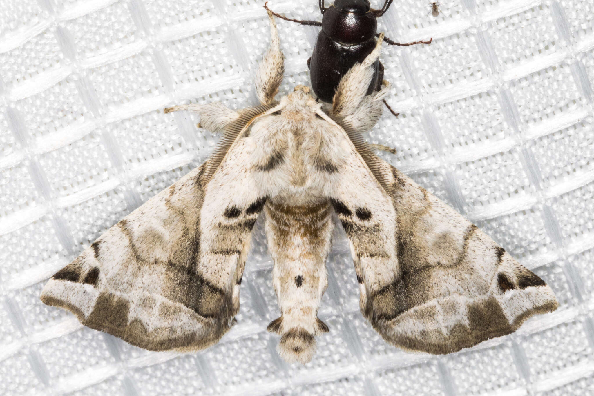 Image of Pudefacted Apatelodes Moth