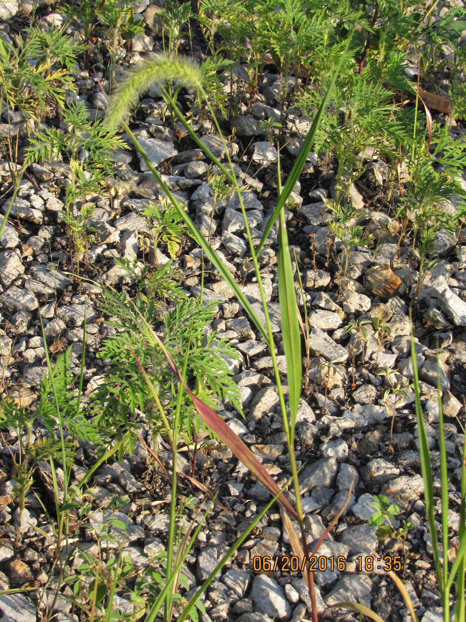 Image of Japanese bristlegrass