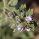 Image of Rincon Ridge ceanothus