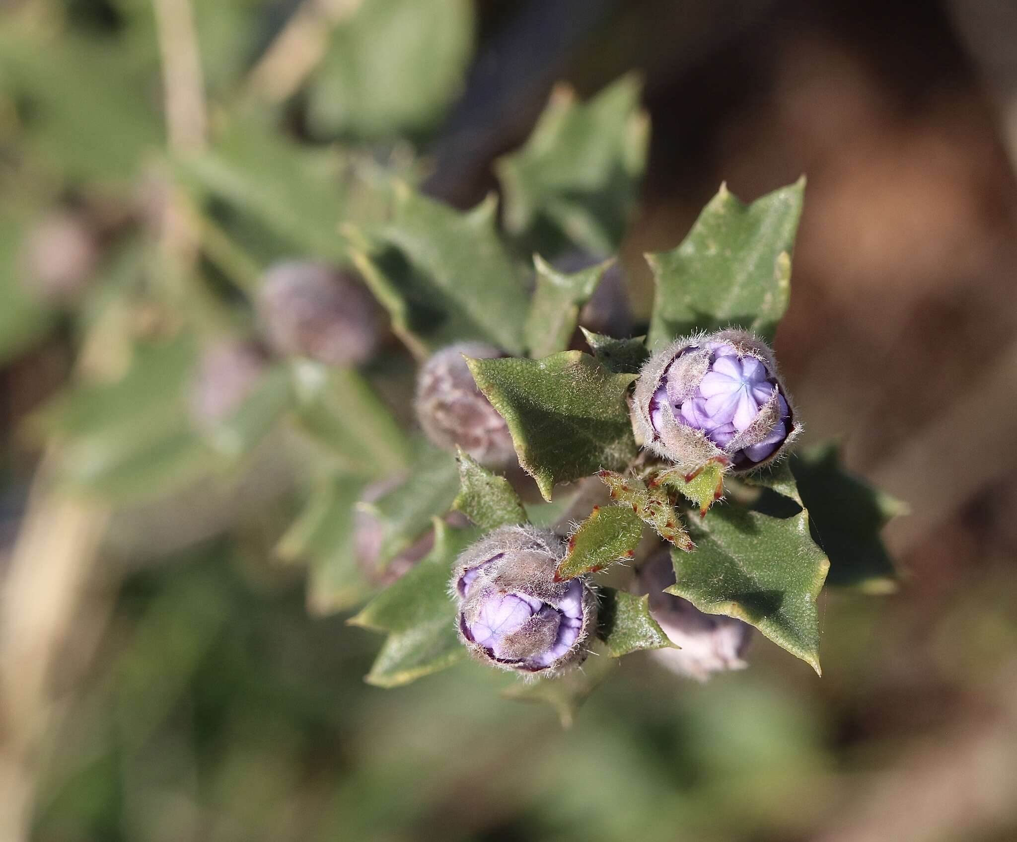 Image of Rincon Ridge ceanothus