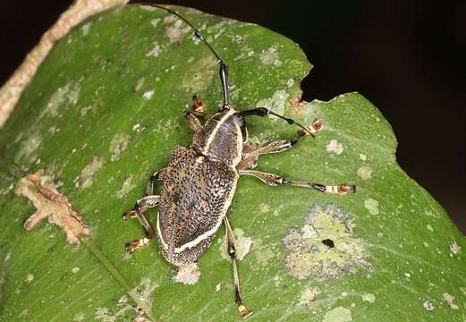 Chalastinus egensis (White 1855)的圖片