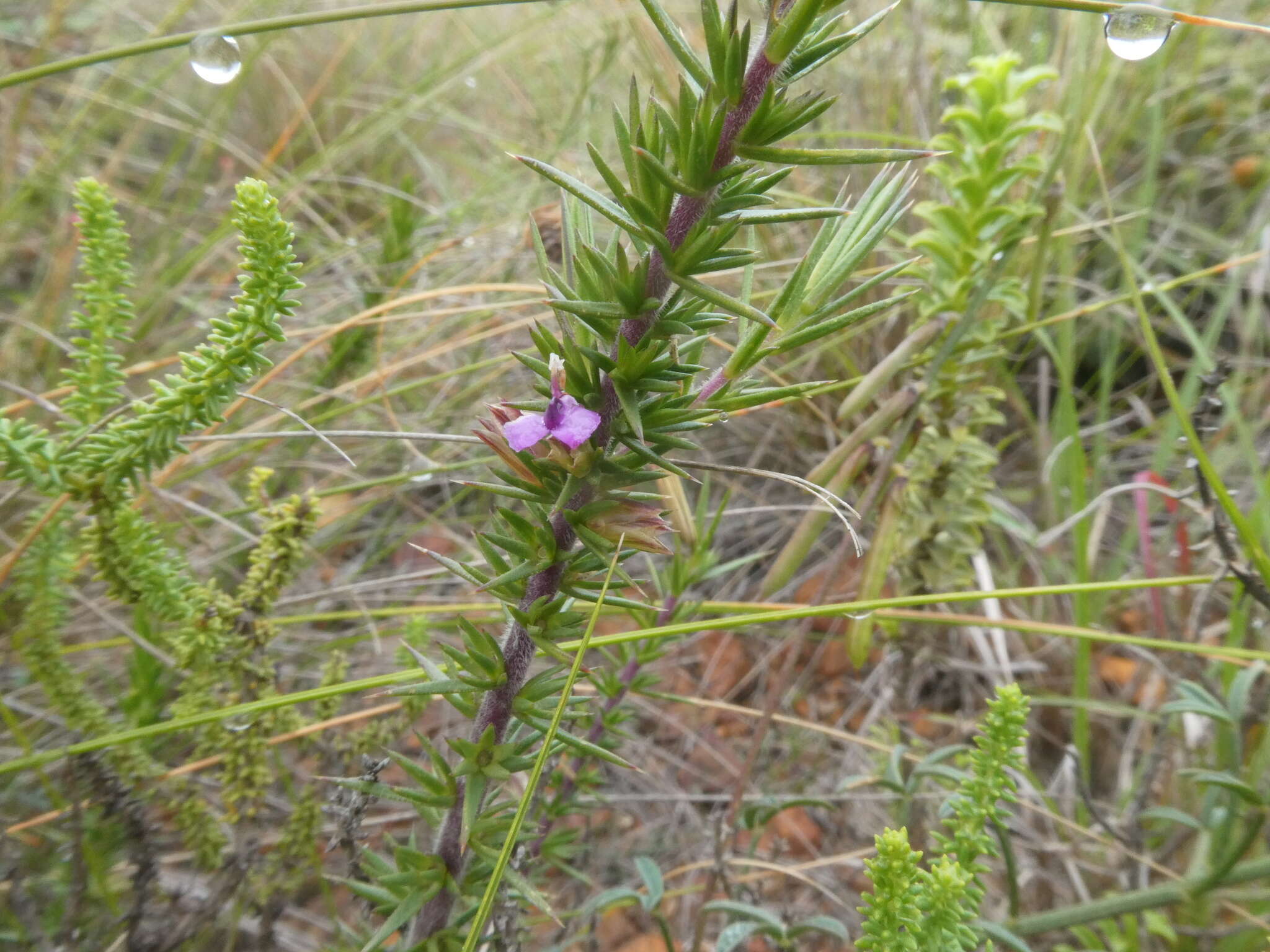 Image of Muraltia pungens Schlechter