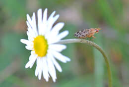 Image of Euthycera chaerophylli (Fabricius 1798)